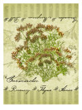 Coriander Giclee Print by Kate Ward Thacker