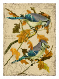 Blue Jay Giclee Print by Kate Ward Thacker