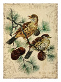 Thrush Giclee Print by Kate Ward Thacker