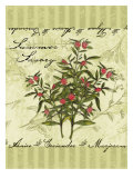Summer Savory Giclee Print by Kate Ward Thacker