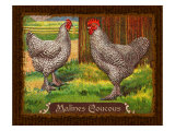 Malines Coucous Giclee Print by Kate Ward Thacker