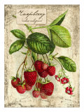 Raspberry Giclee Print by Kate Ward Thacker