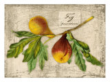 Fig Giclee Print by Kate Ward Thacker