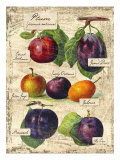 Plum Giclee Print by Kate Ward Thacker