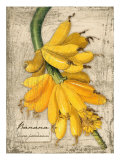Banana Giclee Print by Kate Ward Thacker