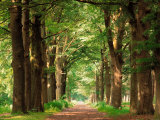 Forest Path Posters Forest Path Posters