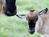 Close-Up of Wildebeest with its Calf, Ndutu, Ngorongoro, Tanzania Lámina fotográfica Close-Up of Wildebeest with its Calf, Ndutu, Ngorongoro, Tanzania Lámina fotográfica