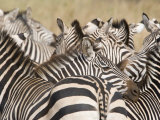 Burchell's Zebras in a Forest, Tarangire National Park, Tanzania Photographic Print