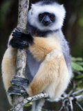 Diademed Sifaka Sitting on a Branch, Lemur Island, Madagascar Photographic Print