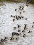 Wildebeests Crossing a River, Mara River, Masai Mara National Reserve, Kenya Photographic Print