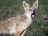 Close-Up of a Golden Jackal, Ndutu, Ngorongoro, Tanzania Photographie