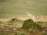 Cheetah in a Forest, Masai Mara National Reserve, Rift Valley Province, Kenya Photographic Print