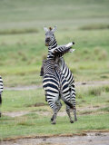 Burchell's Zebras Fighting in a Field, Ngorongoro Crater, Ngorongoro, Tanzania Photographic Print