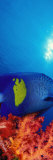 Yellow-Banded Angelfish with Soft Corals in the Ocean Photographic Print by Panoramic Images 