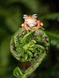 Close-Up of a Blue-Eyed Tree Frog on a Fern Frond, Andasibe-Mantadia National Park, Madagascar Photographic Print