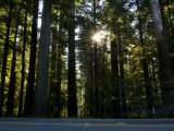 Highway Passing Through Redwood Forest, Route 101, Del Norte Coast Redwoods State Park, California Photographic Print