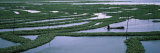 Seaweed Cultivation in a Fish Farm, Phnom Penh, Cambodia Photographic Print by Panoramic Images 