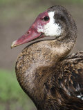 Close-Up of a Spurwinged Goose, Ngorongoro Crater, Ngorongoro, Tanzania Photographic Print