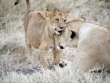 Lion Cub Playing with its Mother in a Forest, Ngorongoro Crater, Ngorongoro, Tanzania Photographic Print