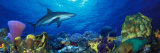 Caribbean Reef Shark Rainbow Parrotfish in the Sea Photographie par Panoramic Images 
