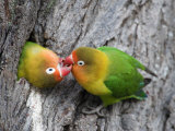 Close-Up of a Pair of Lovebirds, Ndutu, Ngorongoro, Tanzania Photographic Print
