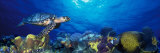 Panoramic Images - Hawksbill Turtle and French Angelfish with Stoplight Parrotfish Fotografická reprodukce Panoramic Images - Hawksbill Turtle and French Angelfish with Stoplight Parrotfish Fotografická reprodukce