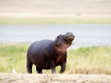 Hippopotamus Walking in a Field, Ngorongoro Crater, Ngorongoro, Tanzania Photographie