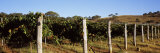 Grape Vines in a Vineyard, Mount Majura Vineyard, Canberra, Australia Lámina fotográfica por Panoramic Images Grape Vines in a Vineyard, Mount Majura Vineyard, Canberra, Australia Lámina fotográfica por Panoramic Images