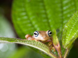 Blue-Eyed Tree Frog on a Leaf, Andasibe-Mantadia National Park, Madagascar Lámina fotográfica Blue-Eyed Tree Frog on a Leaf, Andasibe-Mantadia National Park, Madagascar Lámina fotográfica