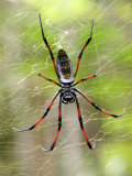 Close-Up of a Golden Silk Orb-Weaver, Andasibe-Mantadia National Park, Madagascar Fotografie-Druck