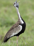 Black-Bellied Bustard Calling in a Field, Ngorongoro Crater, Ngorongoro, Tanzania Photographic Print