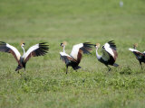 Grey Crowned Cranes in a Field, Ngorongoro Crater, Ngorongoro, Tanzania Photographic Print