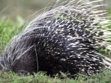 Close-Up of a Porcupine, Ndutu, Ngorongoro, Tanzania Photographie