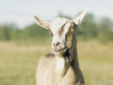 Close-Up of a Goat, Goat Cheese Farm, Vancouver, Washington Photographic Print