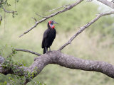 Ground Hornbill Perching on a Branch, Tarangire National Park, Tanzania Photographie