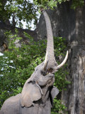 African Elephant Reaching for Baobab Tree Leaves, Tarangire National Park, Tanzania Photographie