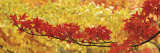 Red and Yellow Autumnal Leaves Fotografie-Druck von Panoramic Images 