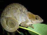 Close-Up of a Madagascan Chameleon, Madagascar Photographic Print