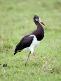Abdim's Stork in a Field, Ngorongoro Crater, Ngorongoro, Tanzania Photographie