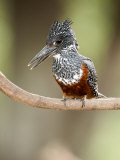 Giant Kingfisher Perching on a Branch, Lake Manyara, Tanzania Lámina fotográfica