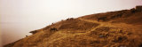 Water Buffaloes Grazing at a Riverbank, Ganges River, Varanasi, Uttar Pradesh, India Photographic Print by Panoramic Images 