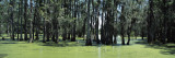 Trees in Swamp, Magnolia Plantation and Gardens, Charleston, Charleston County, South Carolina, USA Photographic Print by Panoramic Images 