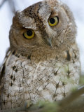African Scops Owl Perching on a Branch, Tarangire National Park, Tanzania Photographic Print