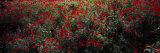 Poppy Flowers in a Field, Sangzor, Uzbekistan Lámina fotográfica por Panoramic Images Poppy Flowers in a Field, Sangzor, Uzbekistan Lámina fotográfica por Panoramic Images