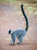 White-Headed Lemur Standing in a Forest, Berenty, Madagascar Photographic Print
