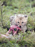 Cheetah Cub Eating a Dead Animal, Ndutu, Ngorongoro, Tanzania Photographic Print