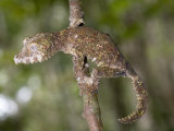 Close-Up of a Leaf-Tailed Gecko, Andasibe-Mantadia National Park, Madagascar Photographic Print