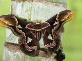 Close-Up of a Moth on a Tree Trunk, Costa Rica Photographic Print