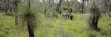 Grasstrees in a Forest, Western Australia, Australia Lámina fotográfica por Panoramic Images Grasstrees in a Forest, Western Australia, Australia Lámina fotográfica por Panoramic Images