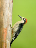 Close-Up of a Black-Cheeked Woodpecker Perching on Wood, Cano Negro, Costa Rica Photographie